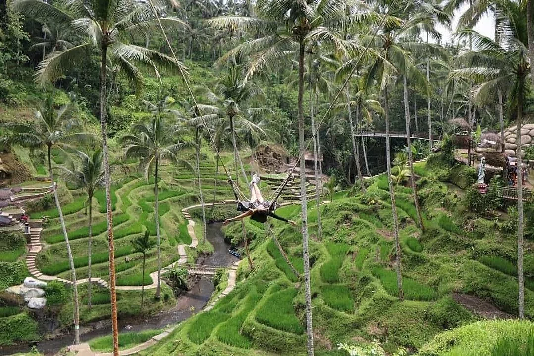 A traveller on a swing above lush rice terraces and palms in Bali